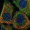Hematopoietic Cell-Specific Lyn Substrate 1 antibody, NBP1-85380, Novus Biologicals, Immunofluorescence image 