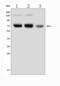 Protein Arginine Methyltransferase 5 antibody, A00635-1, Boster Biological Technology, Western Blot image 