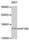 Kinesin Family Member 16B antibody, abx126055, Abbexa, Western Blot image 