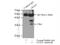 Oligodendrocyte Transcription Factor 2 antibody, 13999-1-AP, Proteintech Group, Immunoprecipitation image 