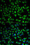 Sperm Adhesion Molecule 1 antibody, 18-516, ProSci, Immunofluorescence image 