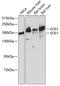 SOS Ras/Rac Guanine Nucleotide Exchange Factor 1 antibody, A00837, Boster Biological Technology, Western Blot image 