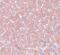 WD Repeat Domain 74 antibody, NBP1-77140, Novus Biologicals, Immunohistochemistry paraffin image 