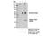 Peroxiredoxin 1 antibody, 14041S, Cell Signaling Technology, Immunoprecipitation image 