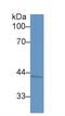 Serpin Family B Member 5 antibody, abx128086, Abbexa, Western Blot image 