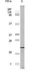 Eukaryotic Translation Initiation Factor 4E Binding Protein 1 antibody, NBP1-47366, Novus Biologicals, Western Blot image 