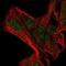 Nuclear Transcription Factor, X-Box Binding Like 1 antibody, NBP2-31746, Novus Biologicals, Immunofluorescence image 