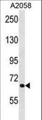 Autophagy Related 9A antibody, LS-C156623, Lifespan Biosciences, Western Blot image 