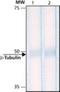 Tubulin Beta 1 Class VI antibody, NB600-1514, Novus Biologicals, Western Blot image 