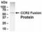 C-C Motif Chemokine Receptor 2 antibody, XW-7723, ProSci, Western Blot image 