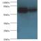 ATP Synthase F1 Subunit Alpha antibody, LS-C369282, Lifespan Biosciences, Western Blot image 