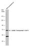 Solute Carrier Family 6 Member 1 antibody, GTX133150, GeneTex, Western Blot image 