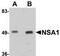 WD Repeat Domain 74 antibody, TA306951, Origene, Western Blot image 