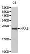 Ras antibody, STJ110922, St John