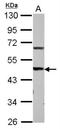 Metalloreductase STEAP3 antibody, NBP2-20510, Novus Biologicals, Western Blot image 