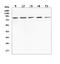 Ring Finger Protein 43 antibody, A01694-1, Boster Biological Technology, Western Blot image 
