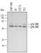 Mitogen-Activated Protein Kinase 8 antibody, MAB1776, R&D Systems, Western Blot image 
