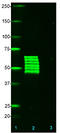 Tau, 185-195 antibody, 814402, BioLegend, Western Blot image 