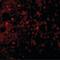 TNF Receptor Superfamily Member 17 antibody, PA5-19973, Invitrogen Antibodies, Immunofluorescence image 