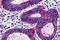 G Protein-Coupled Receptor 45 antibody, NLS1227, Novus Biologicals, Immunohistochemistry paraffin image 