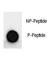 MAP2 antibody, F48609-0.4ML, NSJ Bioreagents, Dot Blot image 