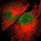 YY1 Associated Protein 1 antibody, NBP1-81763, Novus Biologicals, Immunofluorescence image 