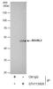 RuvB Like AAA ATPase 2 antibody, GTX113926, GeneTex, Immunoprecipitation image 
