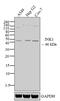 Mitogen-Activated Protein Kinase 8 antibody, 35-9800, Invitrogen Antibodies, Western Blot image 