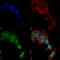 Glutamate Metabotropic Receptor 5 antibody, 56526, QED Bioscience, Immunocytochemistry image 