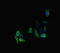 Protein Phosphatase 2 Regulatory Subunit Bdelta antibody, orb45049, Biorbyt, Immunofluorescence image 