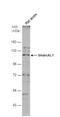 SWI/SNF Related, Matrix Associated, Actin Dependent Regulator Of Chromatin, Subfamily A Like 1 antibody, NBP2-20414, Novus Biologicals, Western Blot image 