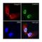 Lamin A/C antibody, MA1-5820, Invitrogen Antibodies, Immunofluorescence image 