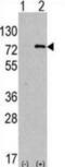Autophagy Related 7 antibody, abx030054, Abbexa, Immunohistochemistry paraffin image 