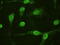 CDF antibody, M00102-3, Boster Biological Technology, Immunofluorescence image 
