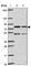 Tetratricopeptide Repeat Domain 30A antibody, HPA051714, Atlas Antibodies, Western Blot image 