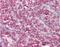 Cystatin B antibody, NBP1-31838, Novus Biologicals, Immunohistochemistry paraffin image 