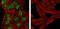 Nanog Homeobox antibody, GTX83107, GeneTex, Immunocytochemistry image 