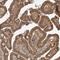 Zinc Finger CCHC-Type Containing 4 antibody, PA5-57320, Invitrogen Antibodies, Immunohistochemistry frozen image 