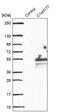 Lymphocyte Expansion Molecule antibody, PA5-57448, Invitrogen Antibodies, Western Blot image 