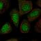 Thyroid Hormone Receptor Interactor 13 antibody, PA5-52193, Invitrogen Antibodies, Immunofluorescence image 