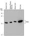 Paraoxonase 3 antibody, MAB4345, R&D Systems, Western Blot image 