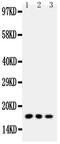 Caveolin 2 antibody, PA5-78926, Invitrogen Antibodies, Western Blot image 