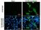 C-X-C Motif Chemokine Receptor 2 antibody, NBP2-43810, Novus Biologicals, Immunofluorescence image 