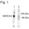 Myristoylated Alanine Rich Protein Kinase C Substrate antibody, PA1-4629, Invitrogen Antibodies, Western Blot image 