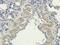 Aquaporin 4 antibody, GTX37784, GeneTex, Immunohistochemistry paraffin image 