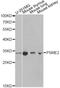 Proteasome Activator Subunit 2 antibody, A13631, ABclonal Technology, Western Blot image 