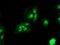 TLE Family Member 2, Transcriptional Corepressor antibody, M10582, Boster Biological Technology, Immunofluorescence image 