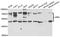 Granulin Precursor antibody, A5773, ABclonal Technology, Western Blot image 