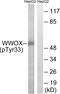 WW Domain Containing Oxidoreductase antibody, GTX55345, GeneTex, Western Blot image 