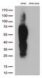 SLAM Family Member 7 antibody, M04083, Boster Biological Technology, Western Blot image 